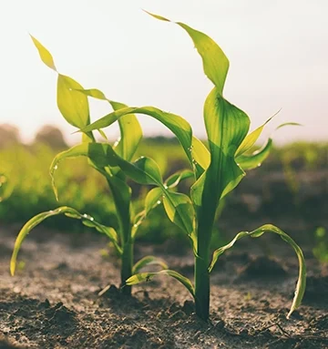 plants growing in soil
